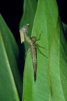 Coenagrion puella - Azure Damselfly