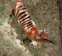 Image of: Cephalophus zebra (zebra duiker)