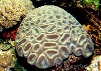 Favia favus - Knob Coral