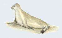 Image of: Neophoca cinerea (Australian sea lion)