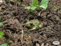 Pelobates fuscus - Common Spadefoot