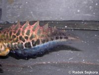 Ommatotriton ophryticus