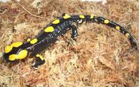 Salamandra algira tingitana