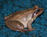 Image of: Rana sylvatica (wood frog)