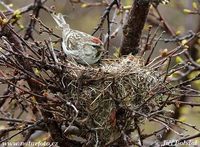 Carduelis flammea - Common Redpoll