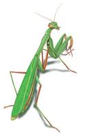 Image of: Mantis religiosa