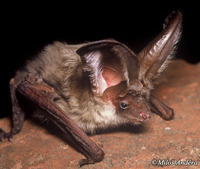 Plecotus austriacus - Grey Big-eared Bat