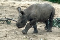 Diceros bicornis - Black Rhinoceros