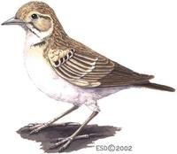 Image of: Calandrella brachydactyla (greater short-toed lark)