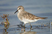 Image of: Calidris fuscicollis (white-rumped sandpiper)