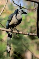 Image of: Calocitta formosa (white-throated magpie-jay)