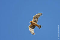 Image of: Circus cyaneus (northern harrier;hen harrier)