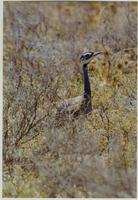 Image of: Eupodotis senegalensis (white-bellied bustard)