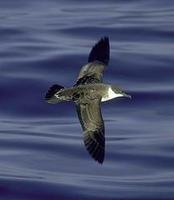 Image of: Puffinus gravis (great shearwater)