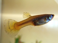 Poecilia reticulata - Barbados Millions
