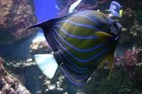 Pomacanthus annularis - Blue Ring Angelfish