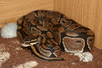 Python regius - Ball Python