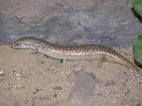 Chalcides ocellatus