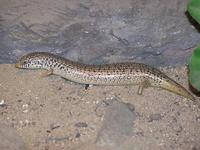 Chalcides ocellatus