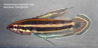 Parosphromenus Rubrimontis , from Perak