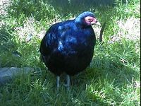 Salvadori's Pheasant - Lophura inornata