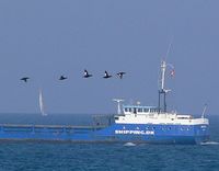 Velvet Scoter - Melanitta fusca