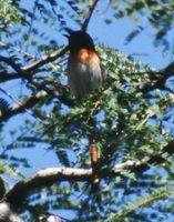 Flores Minivet - Pericrocotus lansbergei