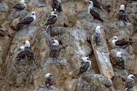 Peruvian Booby - Sula variegata