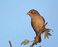 Sakalava Weaver (Ploceus sakalava) photo