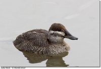 Lake Duck - Oxyura vittata