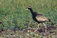 Bronze-winged Jacana - Metopidius indicus