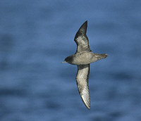 Short-tailed Shearwater (Puffinus tenuirostris) photo