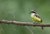 Great Kiskadee (Pitangus sulphuratus) photo