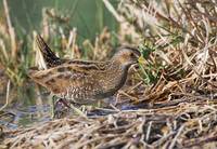 Spotted Crake (Porzana porzana) photo