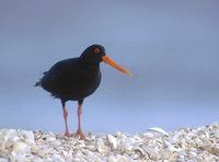 Variable Oystercatcher (Haematopus unicolor) photo