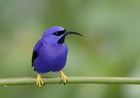 Purple Honeycreeper (Cyanerpes caeruleus) photo