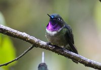 Amethyst-throated Sunangel - Heliangelus amethysticollis