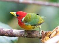 Red-headed Barbet - Eubucco bourcierii