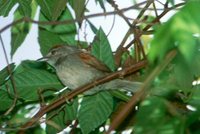 Pale-breasted Spinetail - Synallaxis albescens