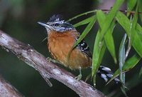 Ferruginous Antbird - Drymophila ferruginea