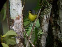 Yellow-lored Tody-Flycatcher - Todirostrum poliocephalum