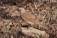 Eastern Long-billed Lark - Certhilauda semitorquata