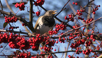 Dark-throated Thrush - Turdus ruficollis