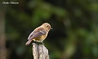 Blue-fronted Redstart - Phoenicurus frontalis