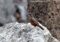 Limestone Wren-Babbler - Napothera crispifrons