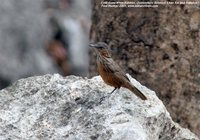 Limestone Wren-Babbler - Napothera crispifrons