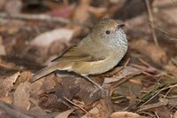 Brown Thornbill - Acanthiza pusilla