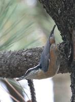 Red-breasted Nuthatch - Sitta canadensis