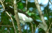 White-naped Jay - Cyanocorax cyanopogon