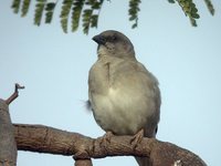 Gray-headed Sparrow - Passer griseus